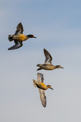 Aerobatic Green-Winged Teal Spot a Likely Pond