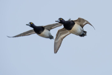 Portrait of Male Scaup Diving Duck in Flight