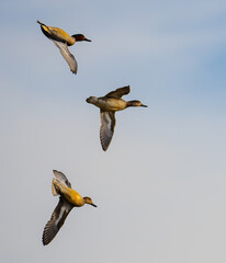 Aerobatic Green-Winged Teal Spot a Likely Pond