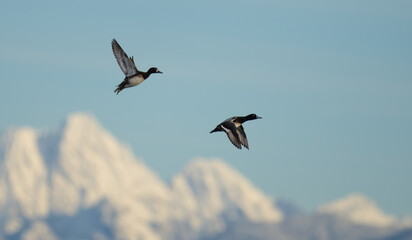 Portrait of Male Scaup Diving Duck in Flight With Mountains