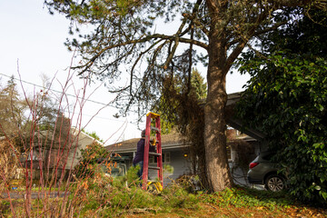 Middle aged woman carrying a fiberglass ladder in a residential front yard, cleaning up after the...