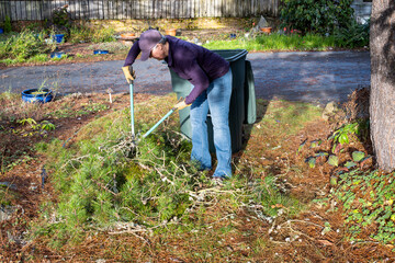 Middle aged woman with loppers, long handle clippers, and leather work gloves cutting pine tree...