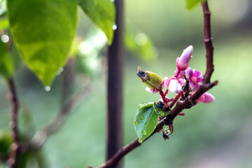 Young fruits and flowers of Vietnamese star fruit