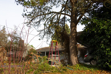 Yard cleanup after weather storm damage, large branch broken on pine tree in a windstorm, loppers, long handle clippers, red fiberglass ladder, and yard waste recycle bin
