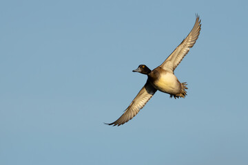 Portrait of Male Scaup Diving Duck in Flight