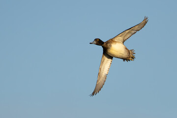 Portrait of Male Scaup Diving Duck in Flight