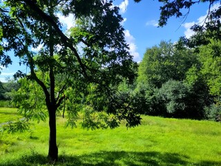 Obraz premium Sunny Meadow Framed by Trees in a Serene Countryside Setting