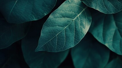 Obraz premium Close up of green natural leaf
