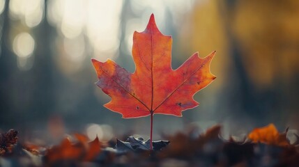 Fototapeta premium Dry maple leaf close up