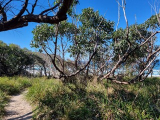 Sandy path down to North Durras Beach New South Wales, Australia. A sandy beach with waves crashing on the shore. Looking through coastal scrub. Beautiful blue sky