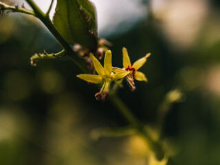 Close up of a yellow flower