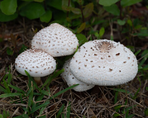 Four green spored lepiota mushrooms are growing wild in green grass.