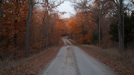 Obraz premium A tree-lined country road with soft morning sunlight filtering through the leaves.