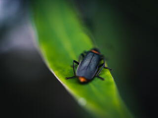 Insect on a leaf