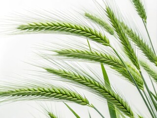 Green Wheat Stalks Close-up Composition, Vibrant Hues, Nature Concept, Agriculture wheat, barley