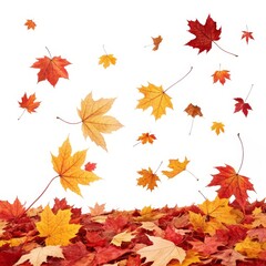 Obraz premium Falling Autumn Maple Leaves Red and Gold Composition, White Background, Seasonal Concept Autumn, Fall foliage