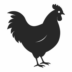 chicken, rooster isolated on white
