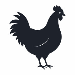 chicken, rooster isolated on white