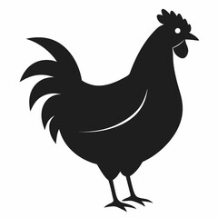 chicken, rooster isolated on white