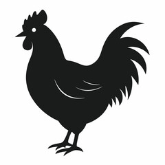 chicken, rooster isolated on white