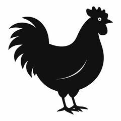 chicken, rooster isolated on white