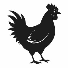 chicken, rooster isolated on white
