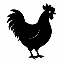 chicken, rooster isolated on white