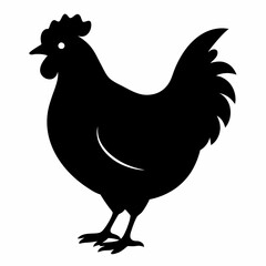 chicken, rooster isolated on white