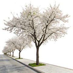 Obraz premium Cherry Blossom Trees on Roadside 3D Render, Spring, White Background, Pavement Cherry blossoms, 3D rendering