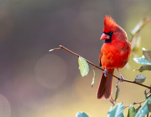 Male Cardinal Perched