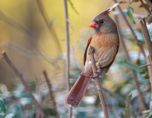 Female Cardinal Perched