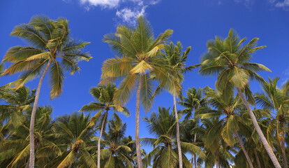 Fototapeta premium Palm trees with blue sky background, Saona Island, Dominican Republic
