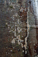 Barnacle (Thelotrema lepadinum) on a Pacific dogwood (Cornus nuttallii)