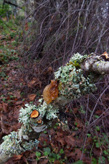 Leafy Brain (Tremella foliaceae)