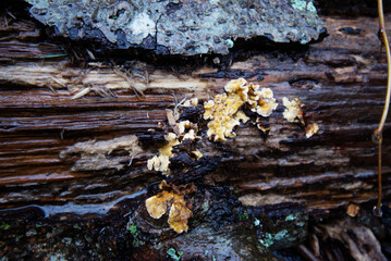 Bleeding Broadleaf Crust (Stereum rugosum)