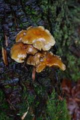 Fototapeta premium sulphur tuft or clustered woodlover (Hypholoma fasciculare)