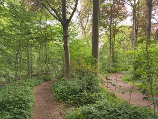 Tranquil Forest Paths Surrounded by Lush Greenery