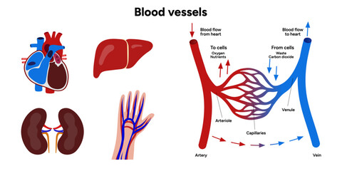 Vital Pathways of Double Circulation in Humans Oxygen Transport in the Body and types of blood vessels liver heart hand and kidney 