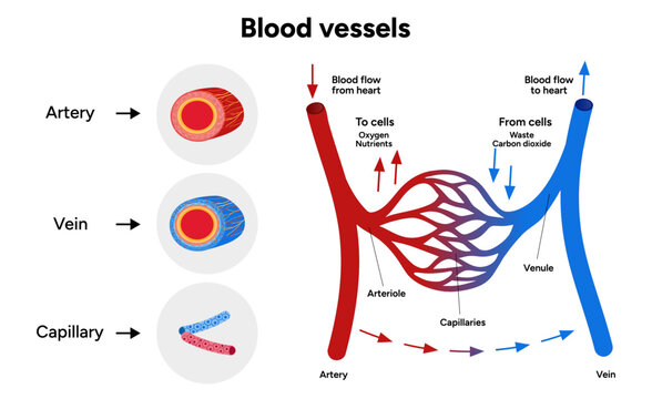 Vital Pathways of Double Circulation in Humans Oxygen Transport in the Body and types of blood vessels artery veins capillary 
