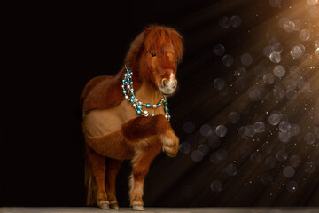 A cute shetland pony in a festive christmas setting in front of black background