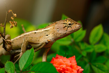 Lizards or chameleons, in nature, perched on branches, hanging up. Reptiles on trees during the day.	