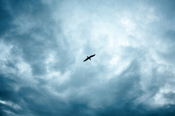 A Majestic Bird Gracefully Soaring Through the Beautiful and Dramatic Cloudy Skies Above