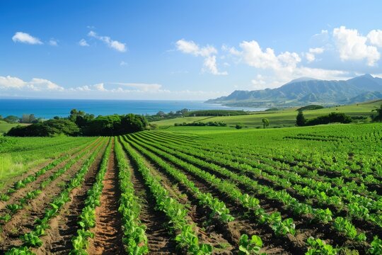 Coastal Farm with Rolling Green Hills and Ocean View