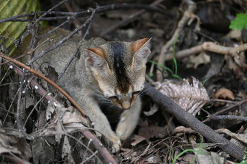 Cat sitting on a patch of grass. It has a light brown coat and appears to be looking around curiously. The cat is surrounded by dry leaves and twigs. 
