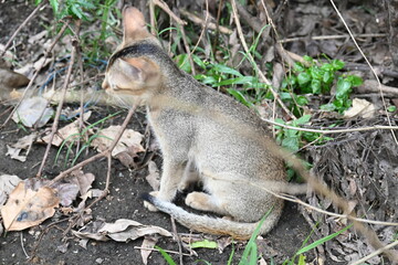 Cat sitting on a patch of grass. It has a light brown coat and appears to be looking around curiously. The cat is surrounded by dry leaves and twigs. 