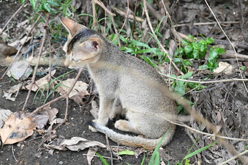 Cat sitting on a patch of grass. It has a light brown coat and appears to be looking around curiously. The cat is surrounded by dry leaves and twigs. 