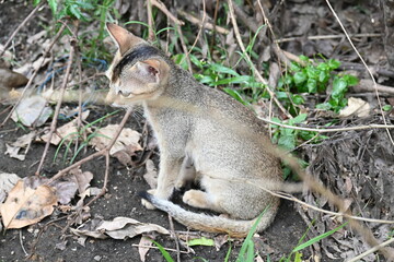 Cat sitting on a patch of grass. It has a light brown coat and appears to be looking around curiously. The cat is surrounded by dry leaves and twigs. 