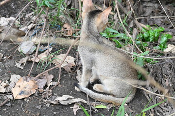 Cat sitting on a patch of grass. It has a light brown coat and appears to be looking around curiously. The cat is surrounded by dry leaves and twigs. 