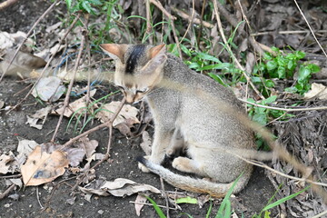 Cat sitting on a patch of grass. It has a light brown coat and appears to be looking around curiously. The cat is surrounded by dry leaves and twigs. 