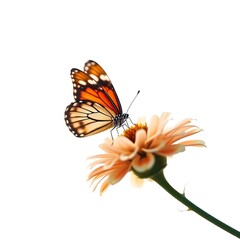 Monarch Butterfly on Peach Zinnia: A Serene Floral Illustration